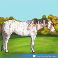 Horse Color:Bay Sabino Appaloosa Rabicano  and Bay Sabino Appaloosa Rabicano 