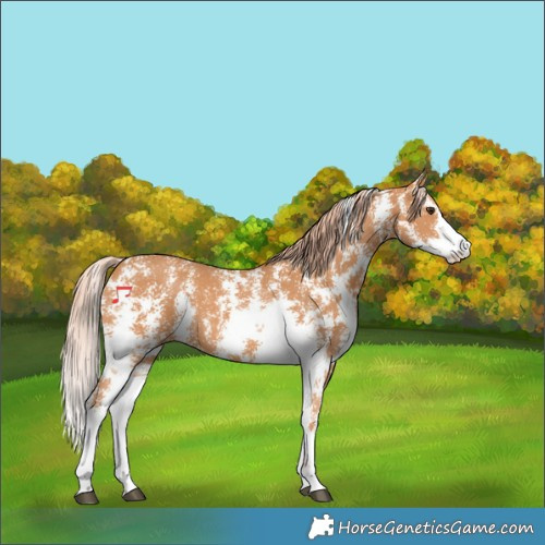 Horse Color:Chestnut Sabino