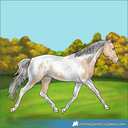 Horse Color:Silver Amber Cream Champagne Dun Tobiano Appaloosa