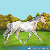 Horse Color:Silver Amber Cream Champagne Dun Tobiano Blanket