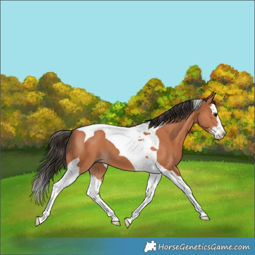Horse Color:Bay Splash Tobiano