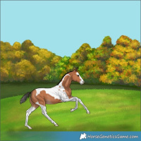 Horse Color:Bay Splash Tobiano