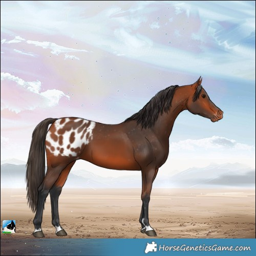Horse Color:Bay Blanket