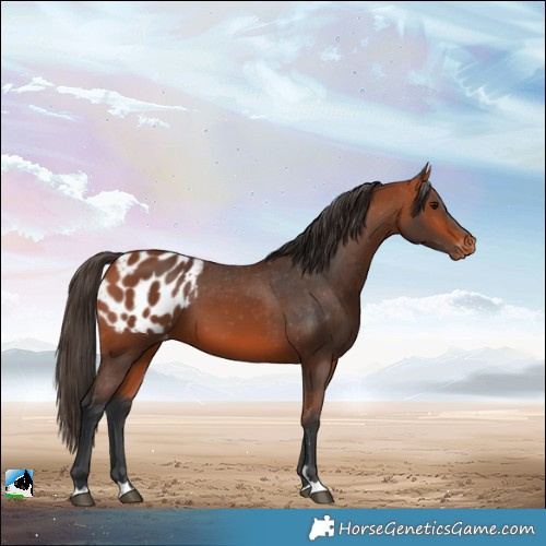 Horse Color:Bay Appaloosa 