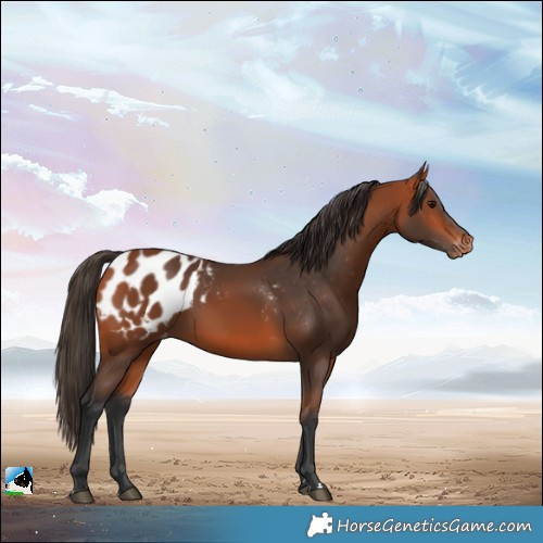 Horse Color:Bay Blanket 