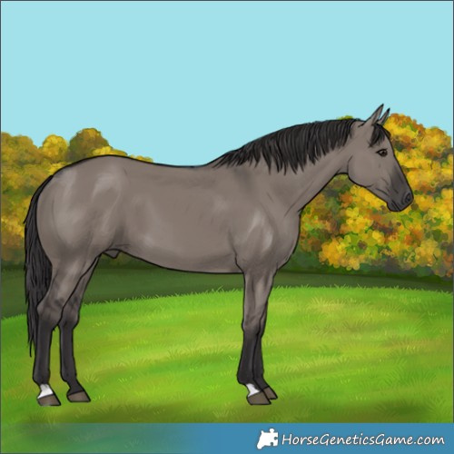 Horse Color:Smoky Grullo 