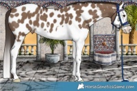 Horse Color:Liver Red Dun Splash Appaloosa 