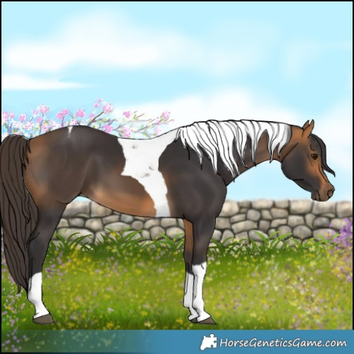 Horse Color:Buckskin Tobiano 