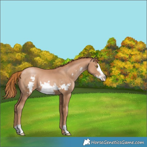 Horse Color:Chestnut Pearl Frame