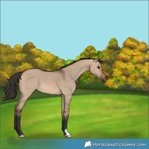 Horse Color:Bay Dun 