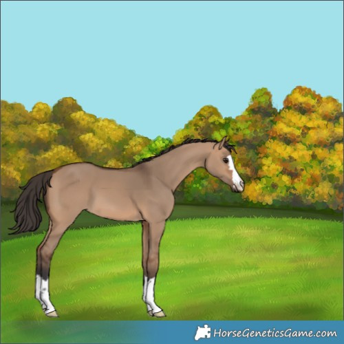 Horse Color:Bay Dun