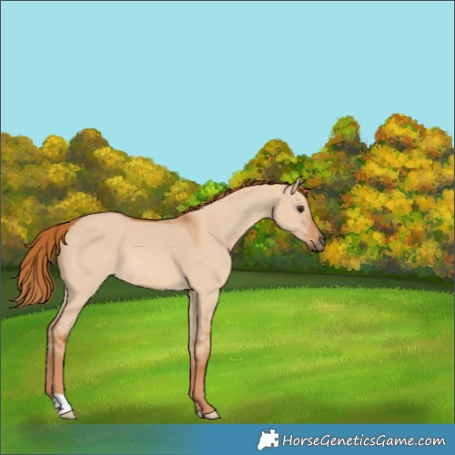 Horse Color:Red Dun