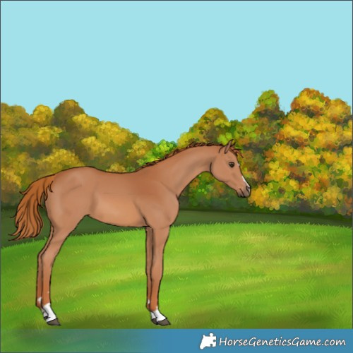 Horse Color:Chestnut 