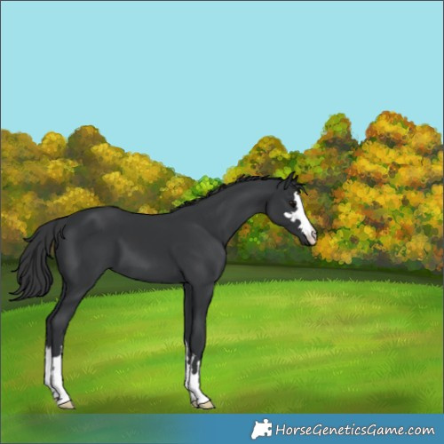 Horse Color:Black 