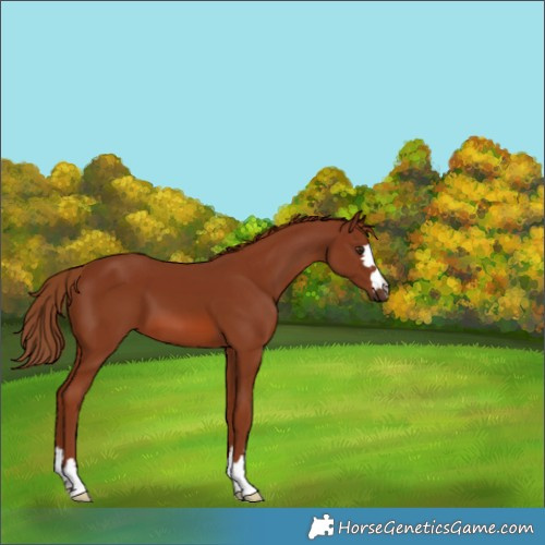 Horse Color:Chestnut 