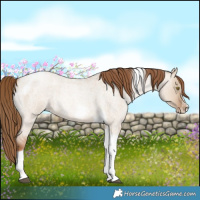 Horse Color:Liver Red Dun Roan Pearl Tobiano Frame