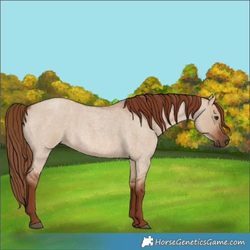 Horse Color:Red Dun Roan 