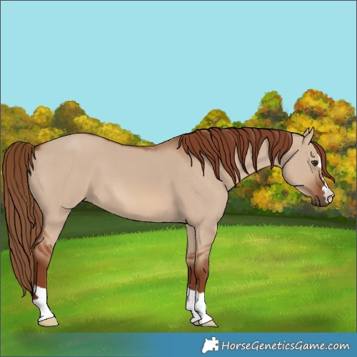 Horse Color:Red Dun 