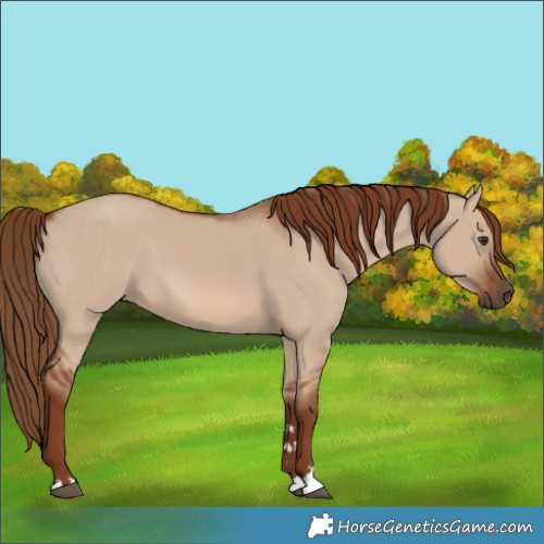 Horse Color:Red Dun 