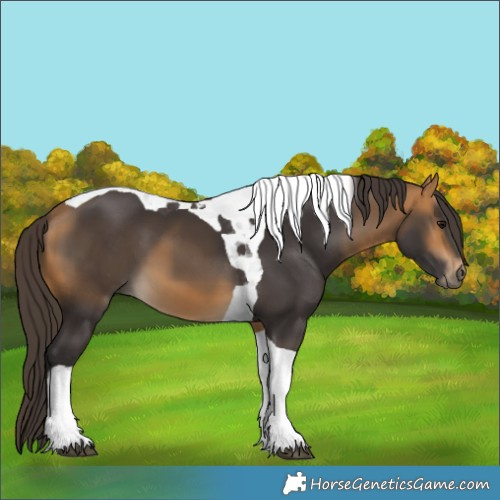 Horse Color:Buckskin Tobiano