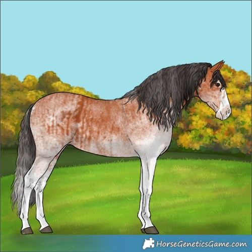 Horse Color:White Spotted Bay Splash and White Spotted Bay Splash