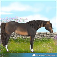 Horse Color:Buckskin Tobiano