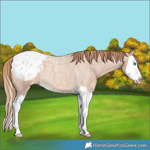 Horse Color:Red Roan Splash Blanket 