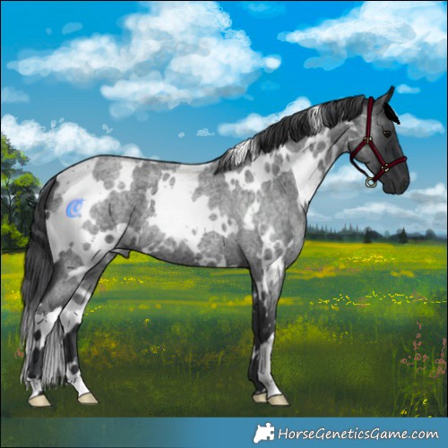 Horse Color:White Spotted Blue Roan 