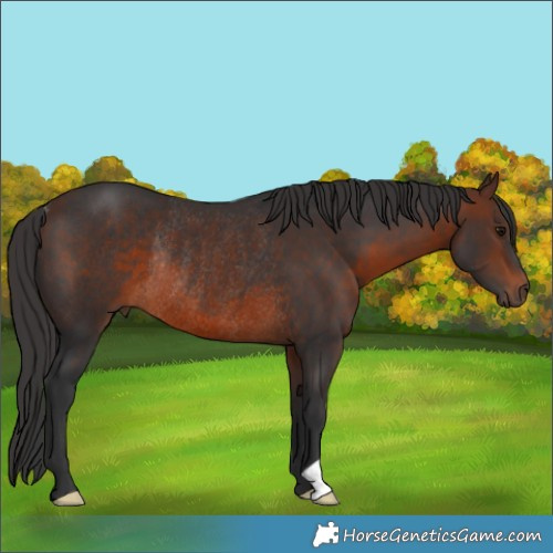Horse Color:Brown Rabicano 