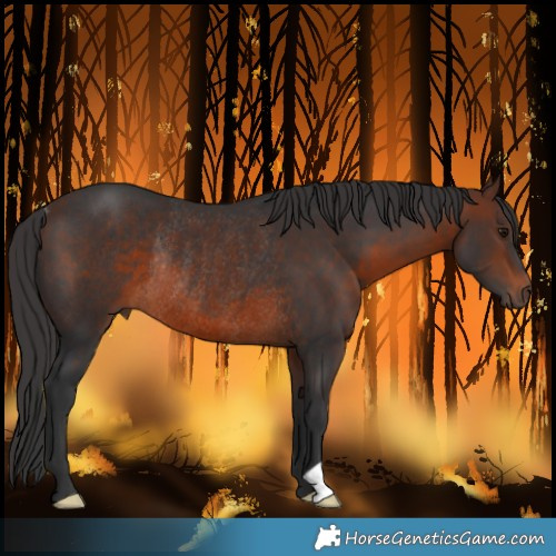 Horse Color:Brown Rabicano 