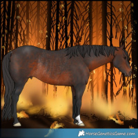 Horse Color:Brown Rabicano 