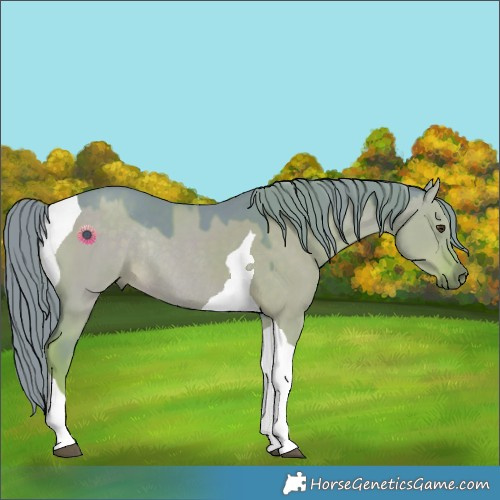 Horse Color:Watercolor Liver Red Dun Tobiano Rabicano 