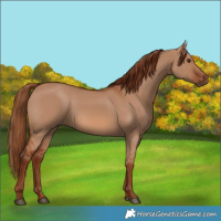 Horse Color:Red Dun