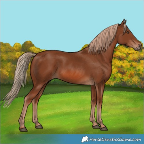 Horse Color:Chestnut 