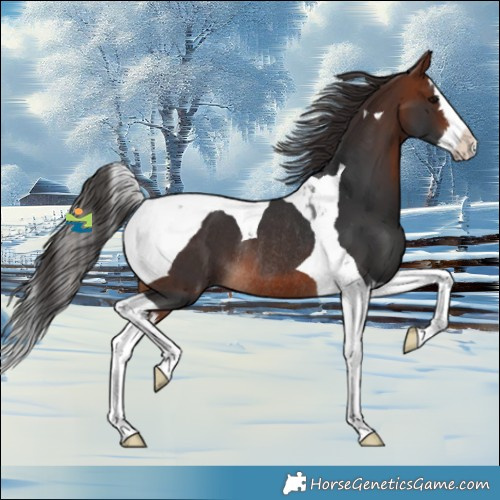 Horse Color:Bay Splash Tobiano Rabicano 