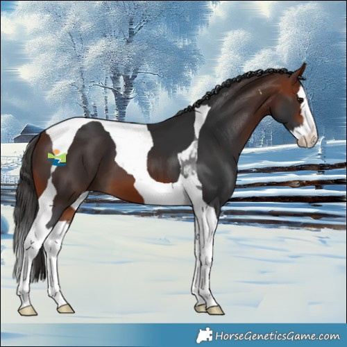 Horse Color:Bay Splash Tobiano 