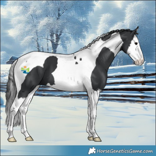 Horse Color:Black Splash Tobiano