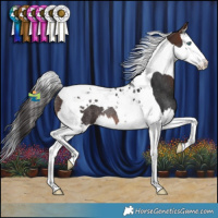 Horse Color:Brown Splash Tobiano Rabicano 
