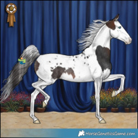 Horse Color:Brown Splash Tobiano Rabicano 