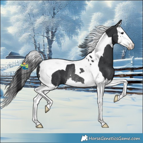 Horse Color:Black Splash Tobiano Rabicano 