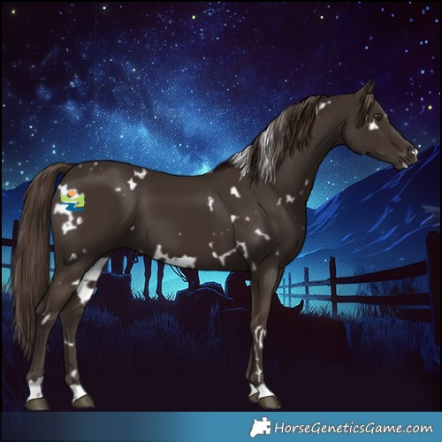 Horse Color:White Spotted Liver Chestnut 