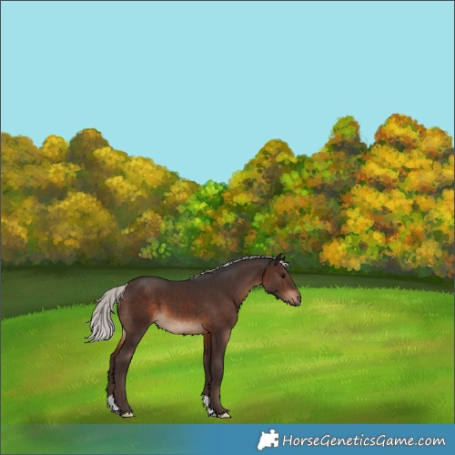 Horse Color:Silver Brown 