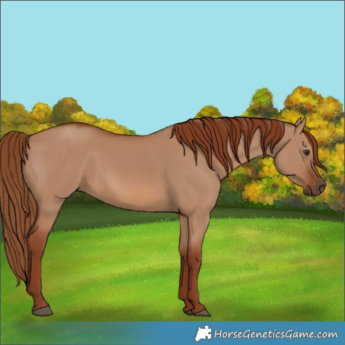 Horse Color:Red Dun