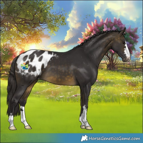 Horse Color:Buckskin Appaloosa 