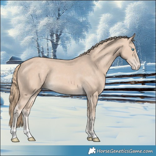 Horse Color:Perlino Appaloosa Rabicano 