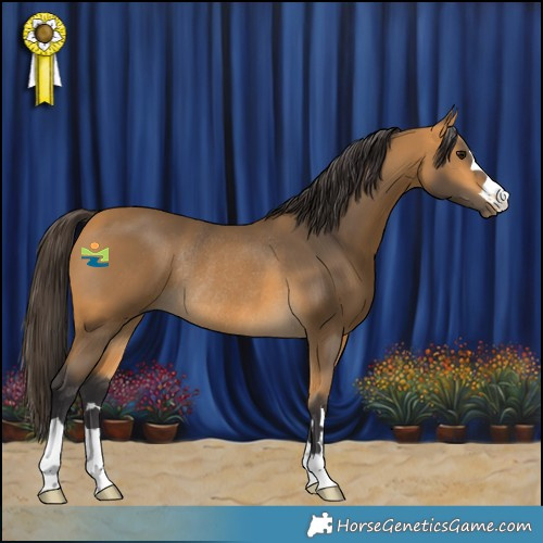 Horse Color:Buckskin Rabicano 