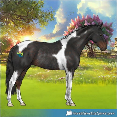 Horse Color:Liver Chestnut Tobiano Rabicano 