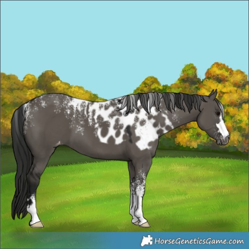 Horse Color:Powder White Gray Grullo Skewed Appaloosa 