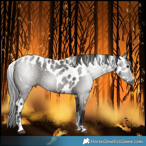 Horse Color:Powder White Gray Smoky Grullo Skewed LP Spotted 