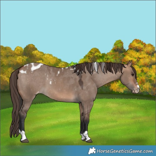 Horse Color:Bay Dun Skewed LP Spotted 